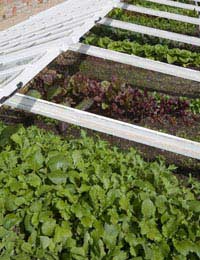 Community Allotment Organic Produce